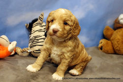 they are exploring and playing