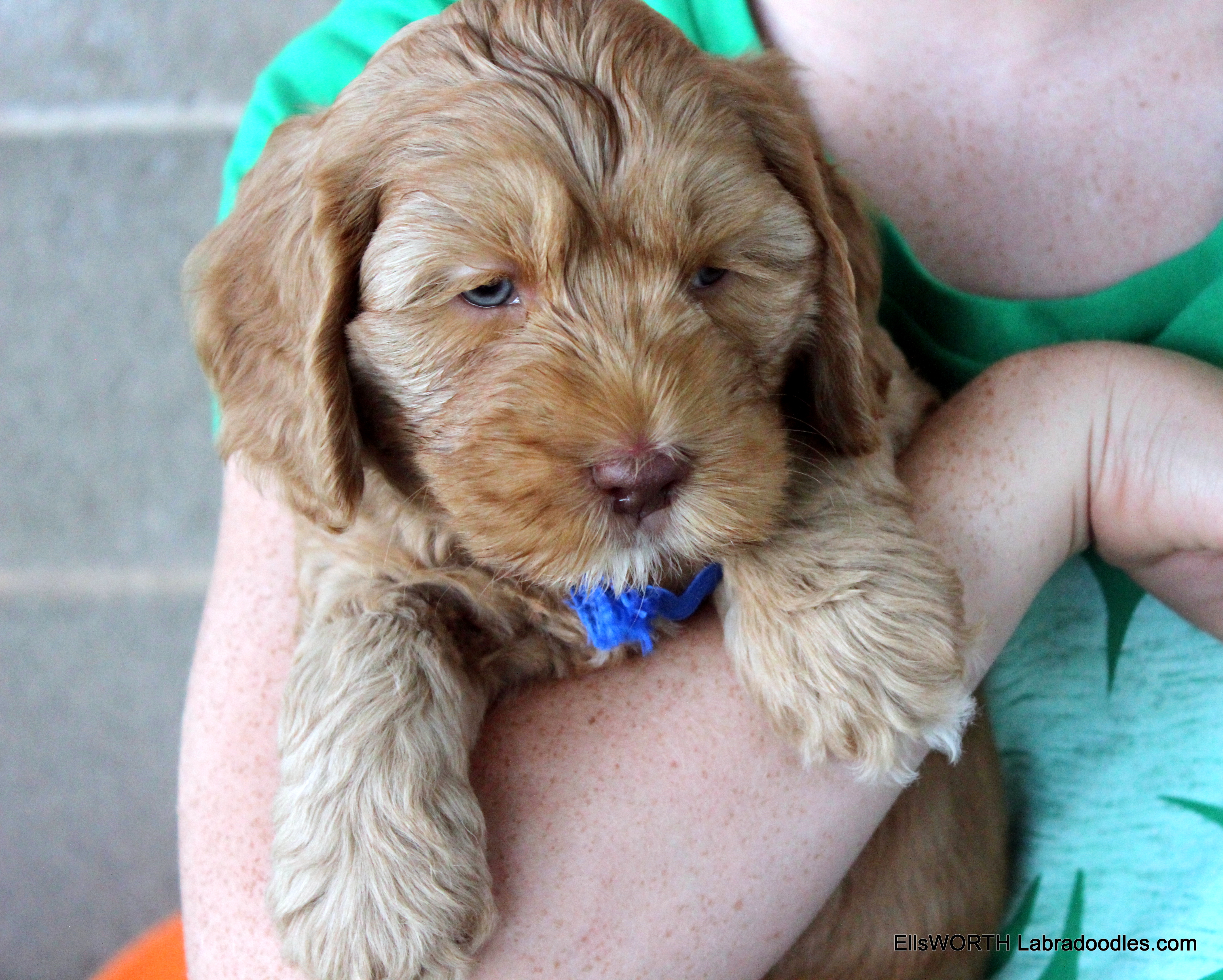 6 weeks old weighs 4.11 lbs