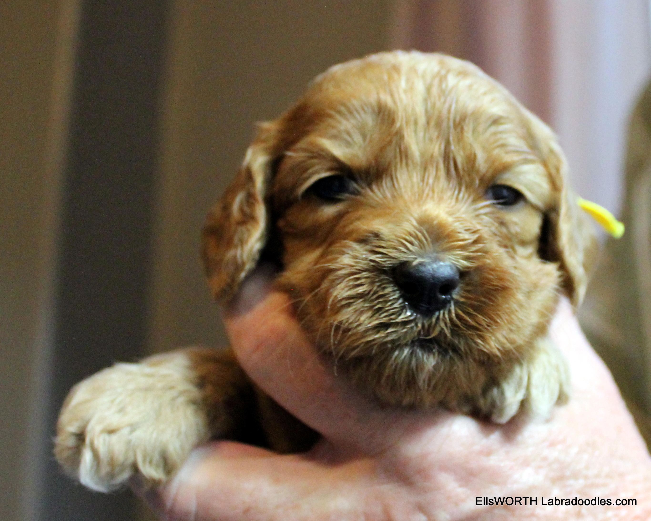 3 weeks old weighs 2.4 lbs