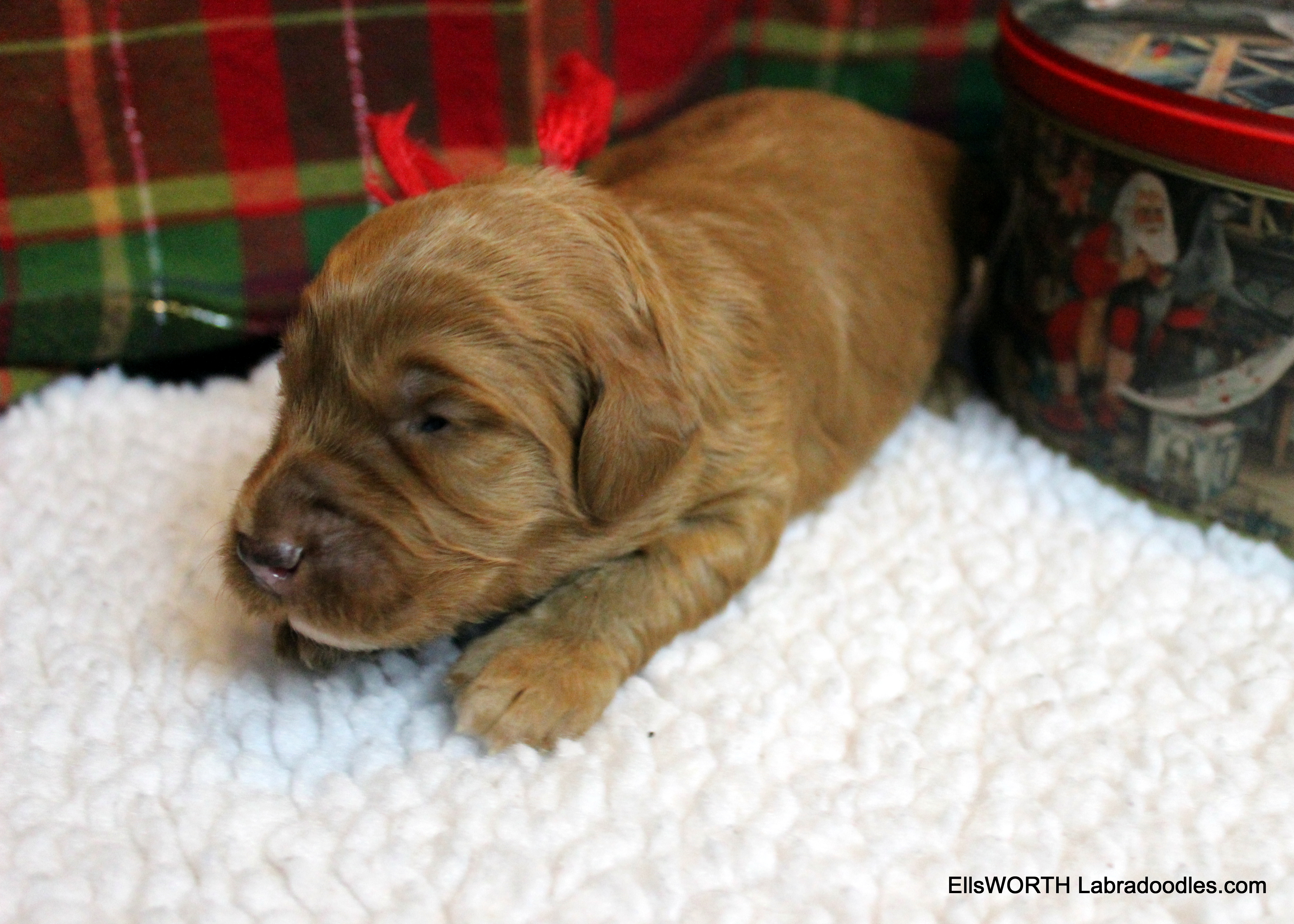2 weeks old weighs 1.93 lbs