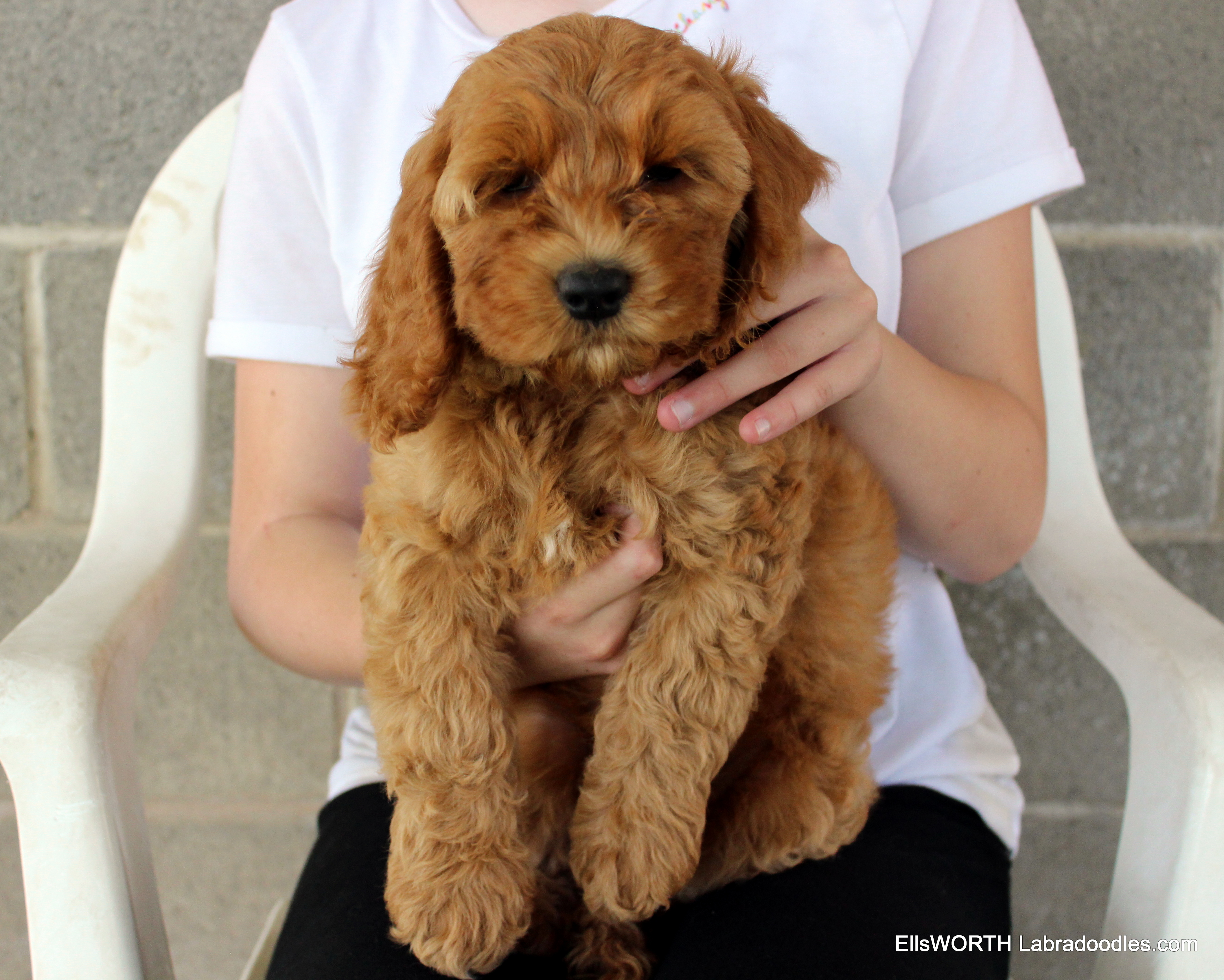 9 weeks old weighs 7.9lbs