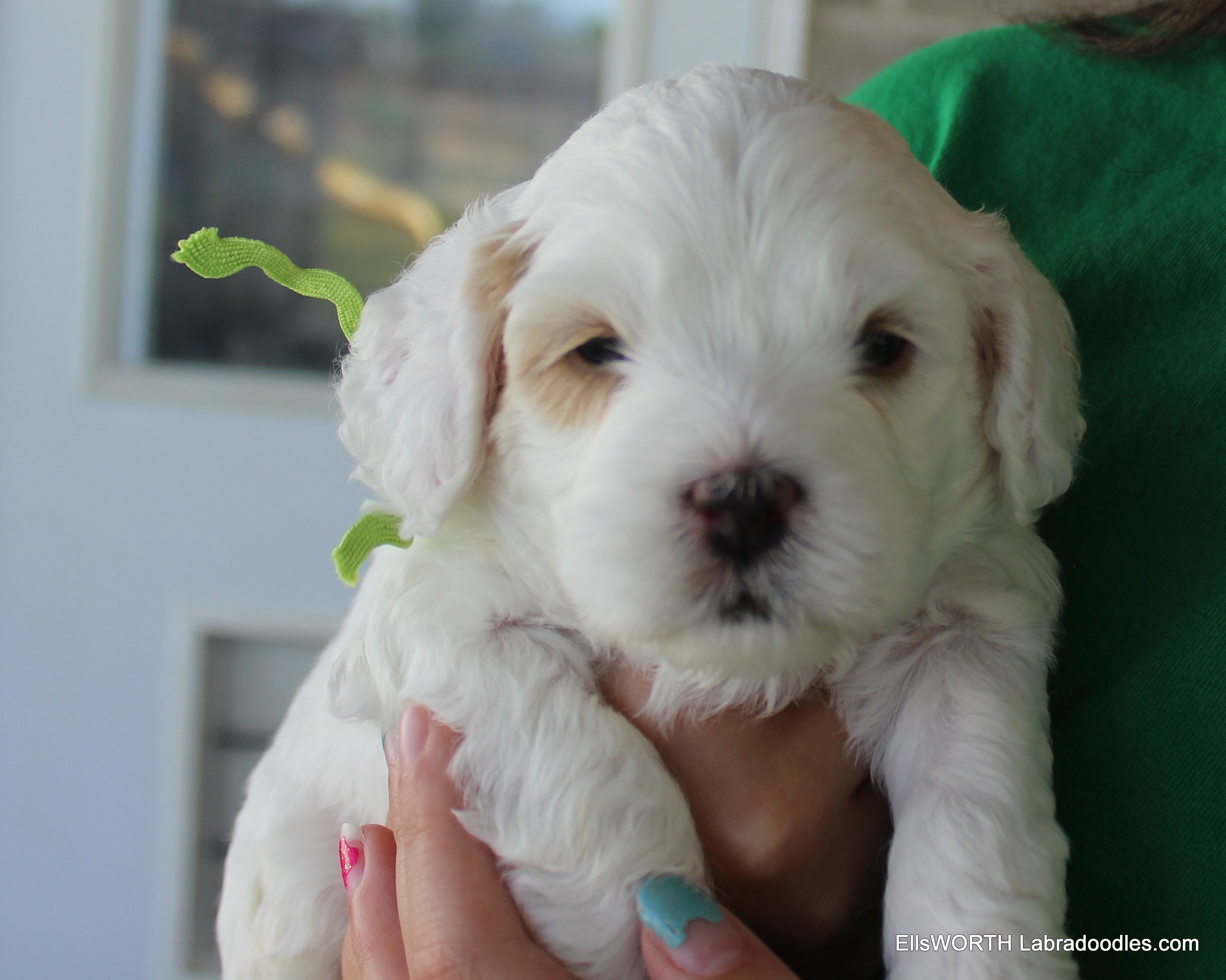 4 weeks old weighs 2.5 lbs