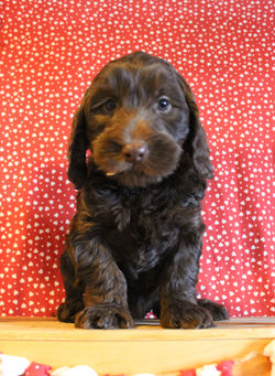 7 weeks old weighs 7.4 lbs