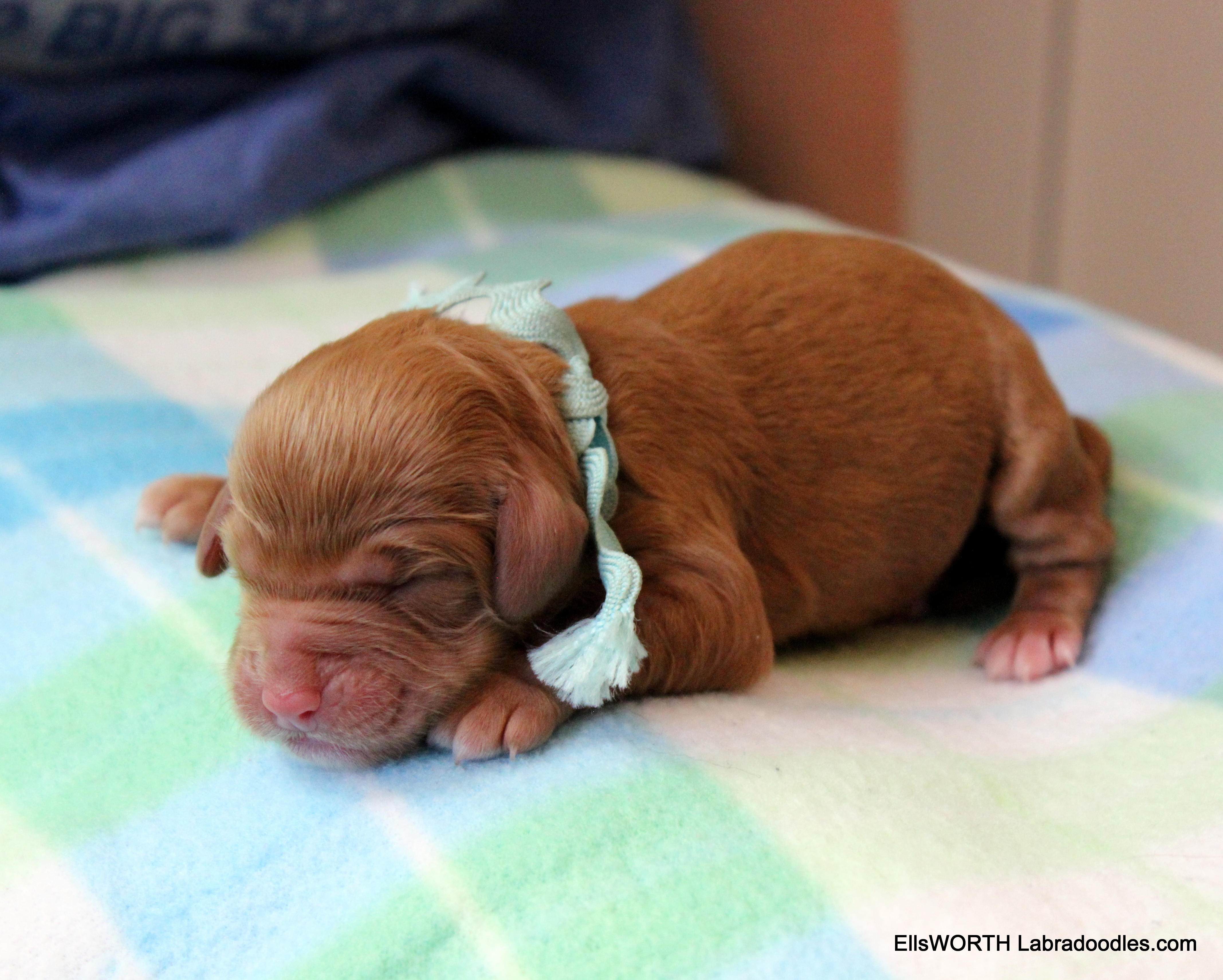 birth weight 9.91 oz.