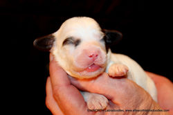 1 week old and weighs 0.91 lbs