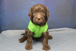 5 weeks old weighs 5.2 lbs
