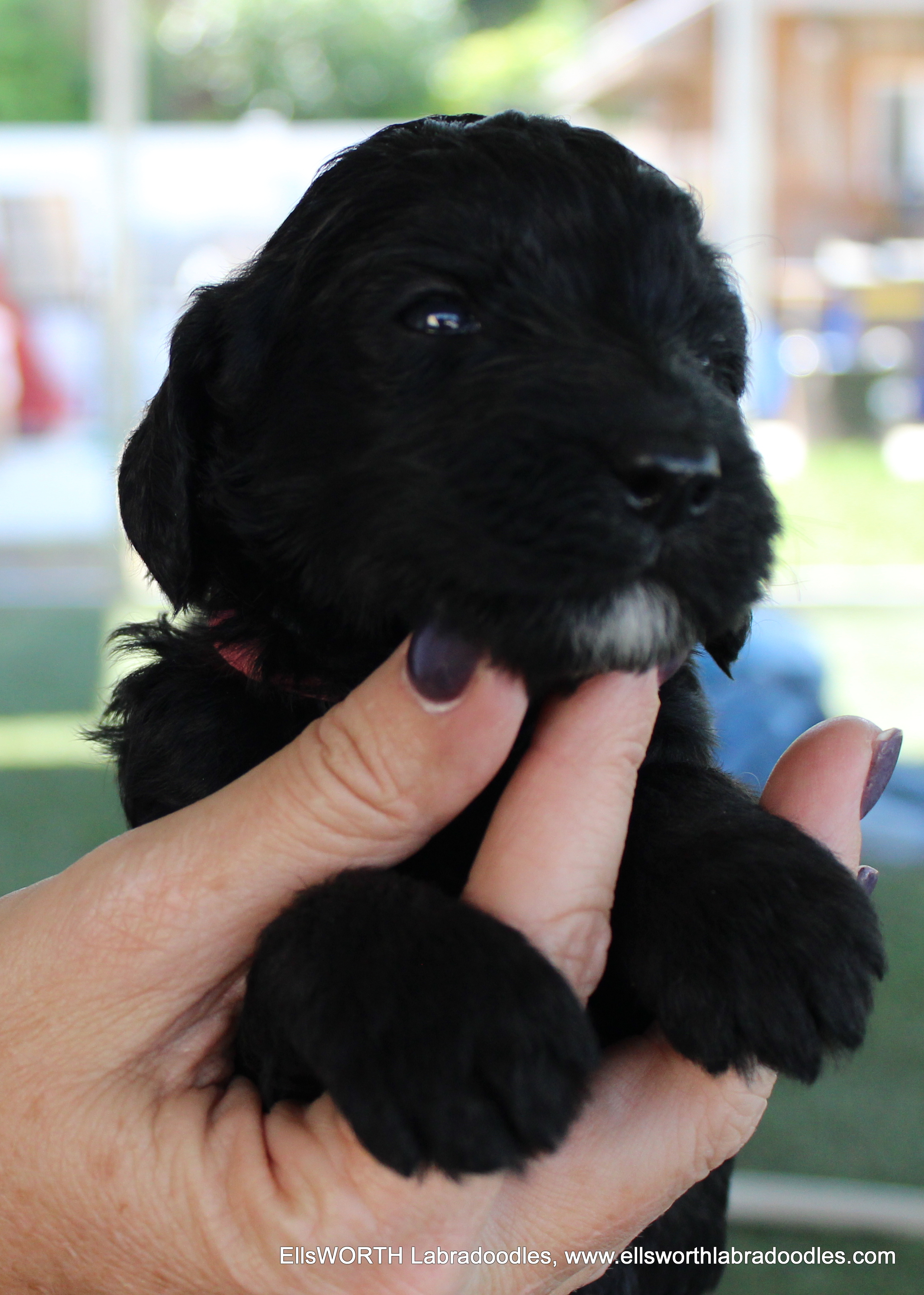 3 weeks old weighs 2.15 lbs.
