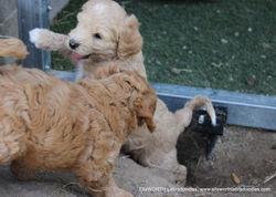 they potty in the potty boxes