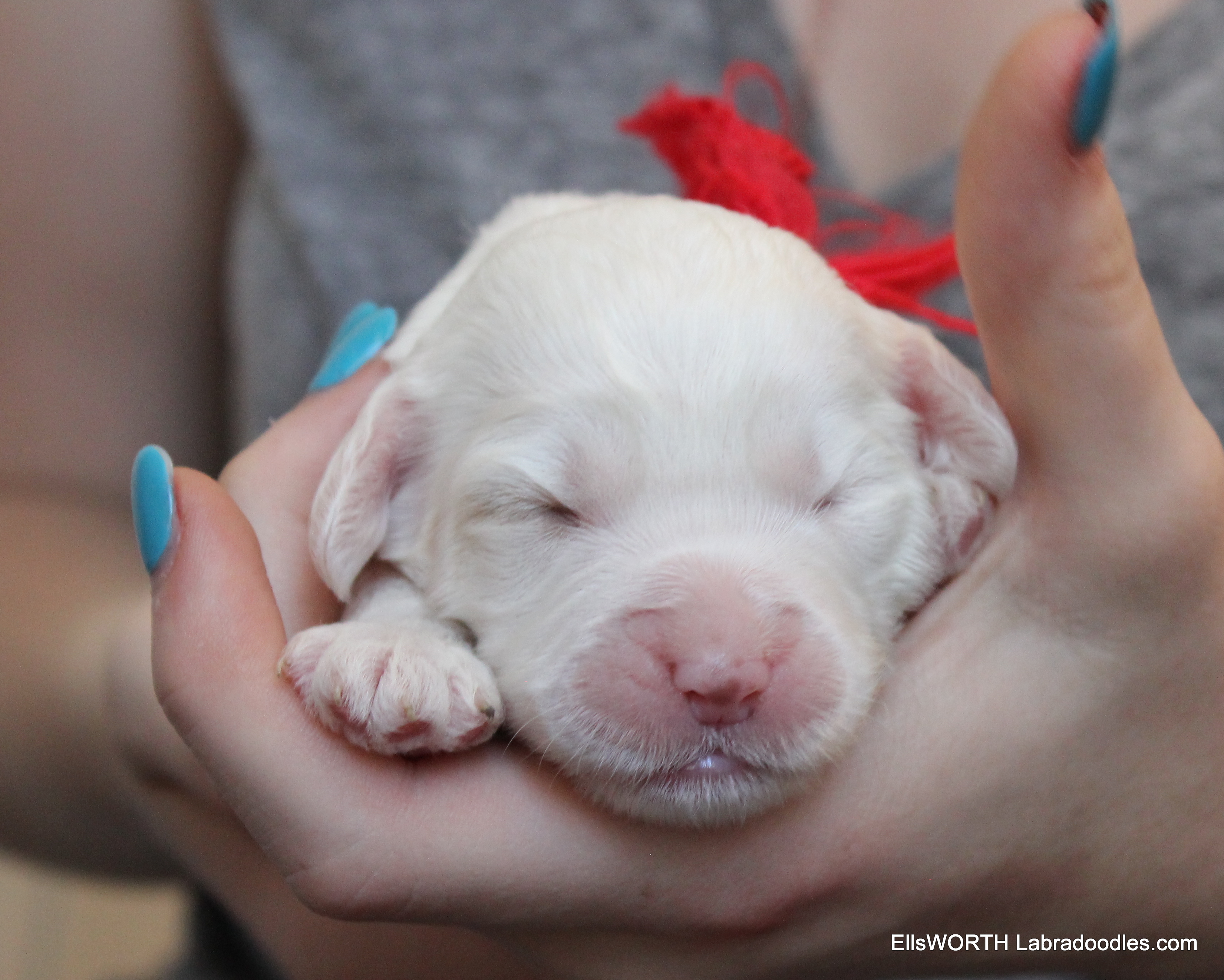 10 days old