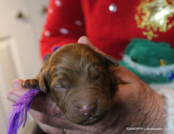 she has white on her chest