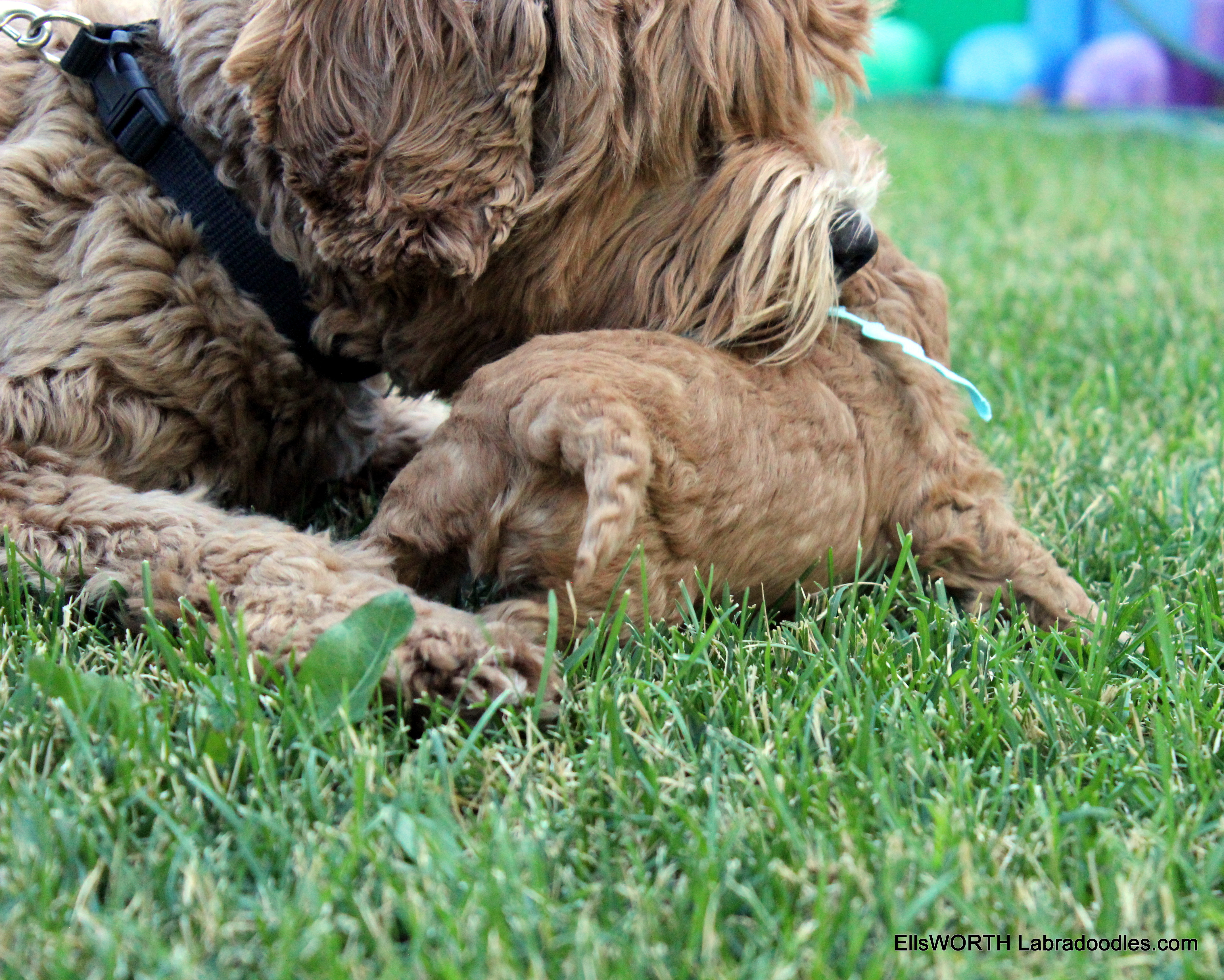 Penny is such a great mama