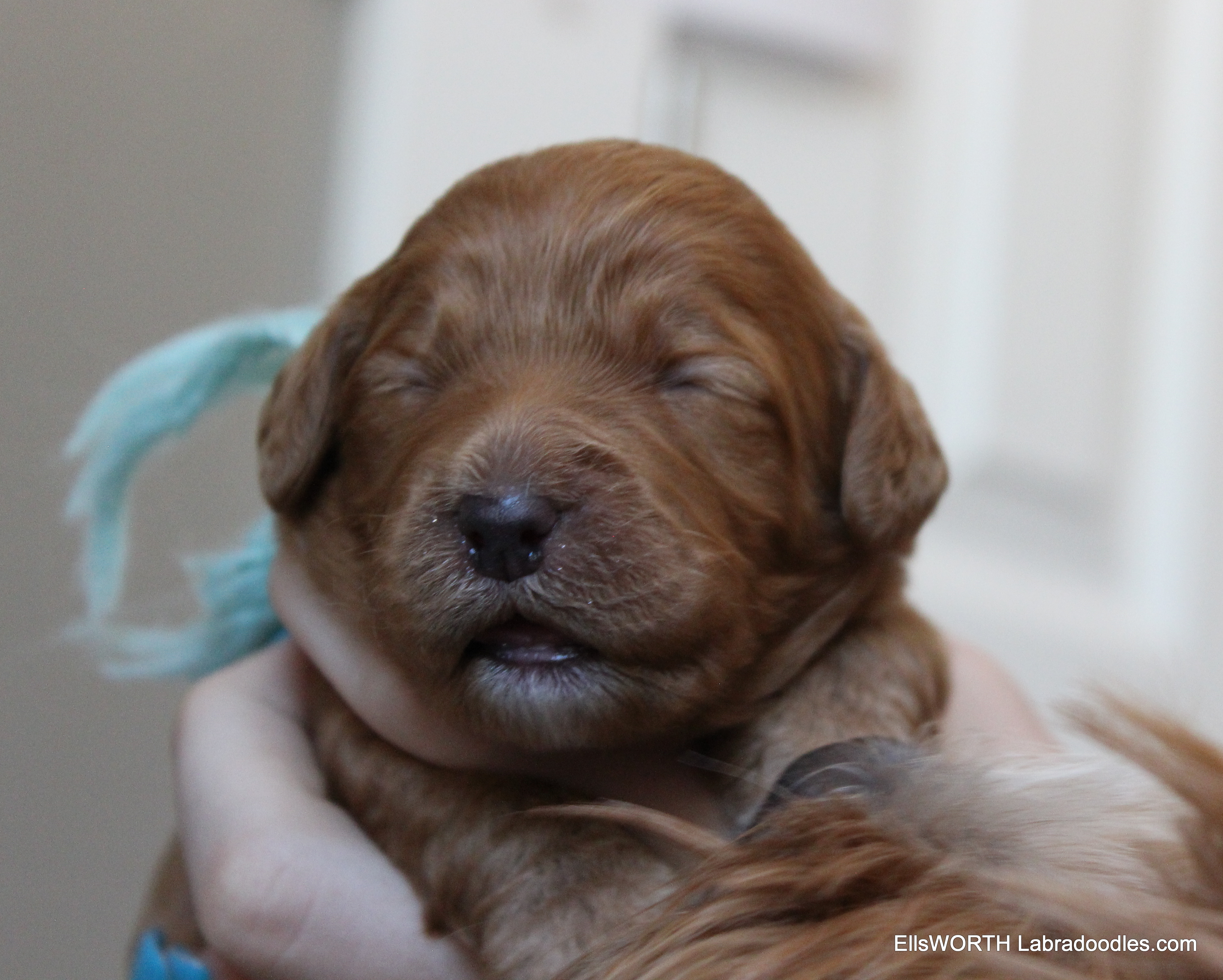 10 days old