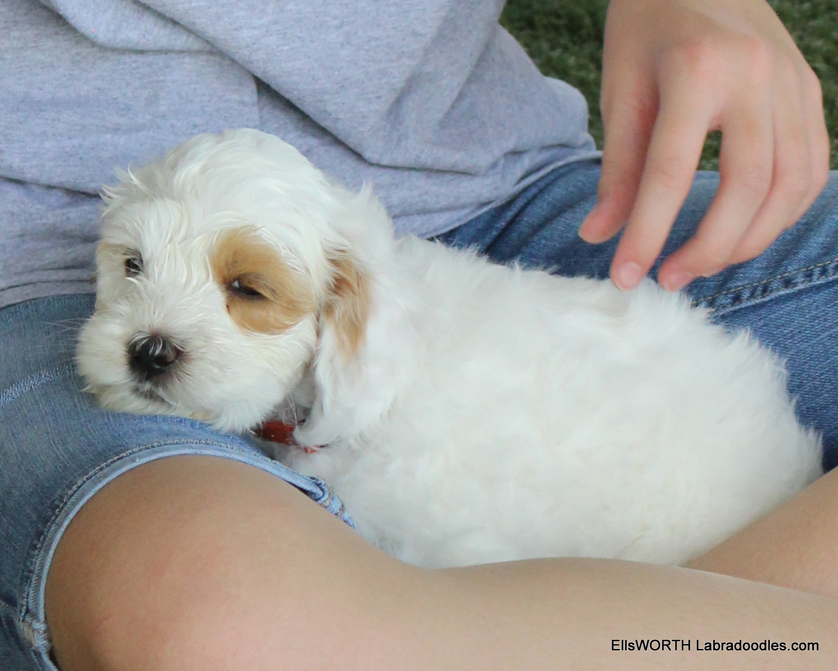 7 weeks old weighs 5.11 lbs