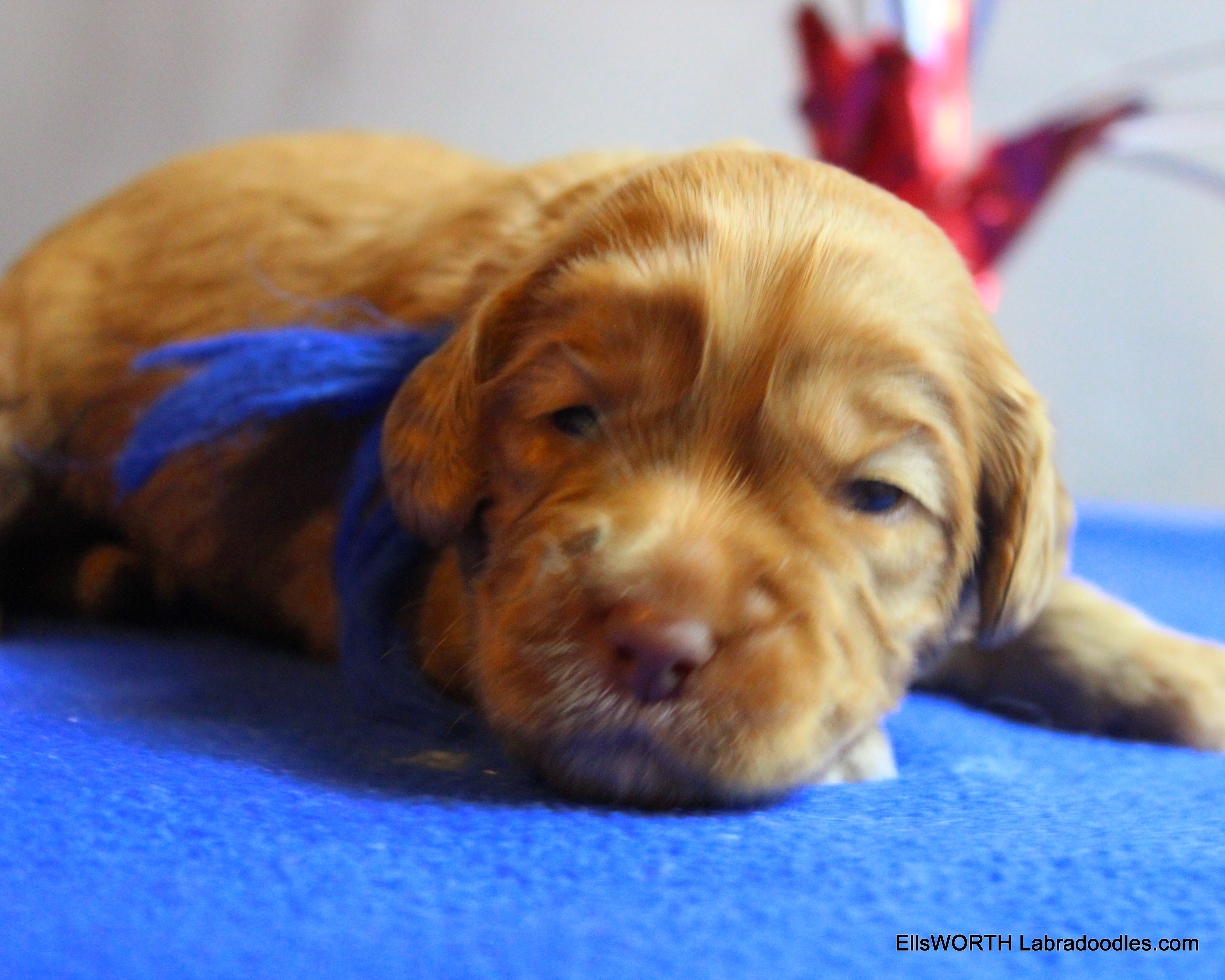2 weeks old weighs 1.76 lbs