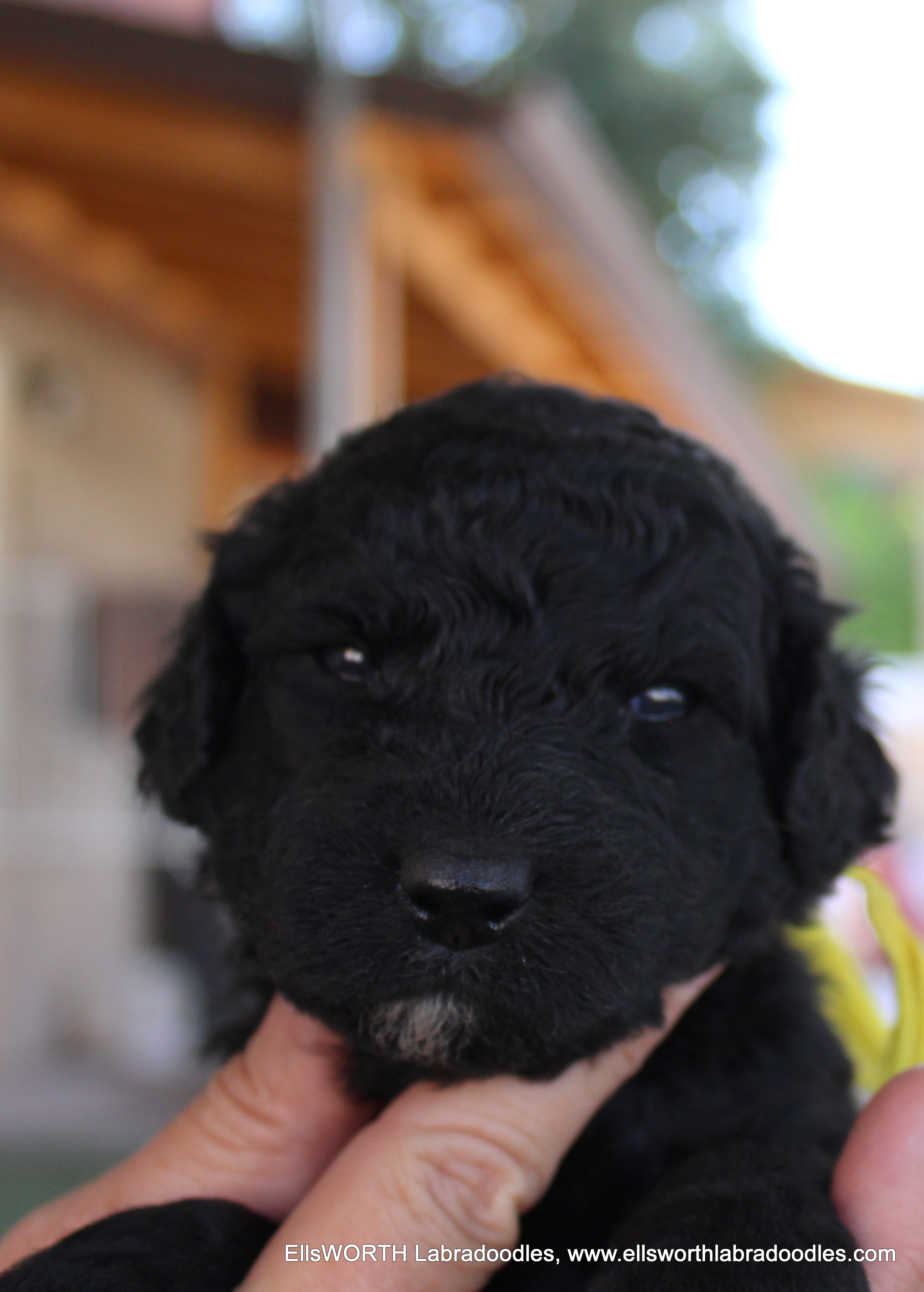 3 weeks old weighs 2.12 lbs.