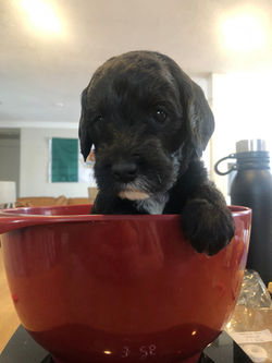 4 weeks old weighs 3.2 lbs