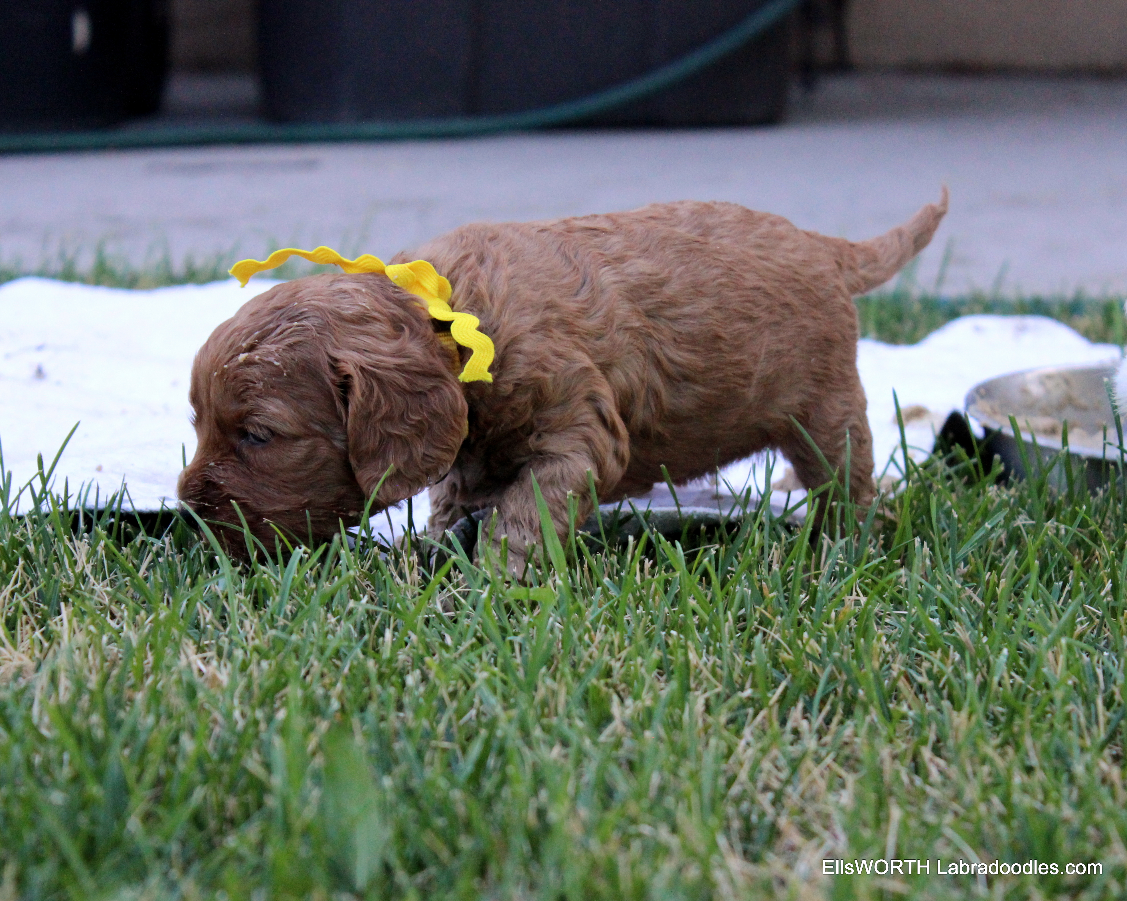 exploring the front yard f