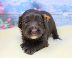 3 weeks old weighs 3 lbs 1 oz