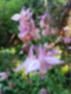 IMG_4672.jpeg