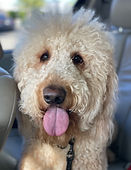 Winston
