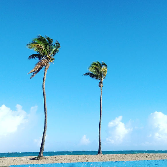 two palms on beach pic..jpg