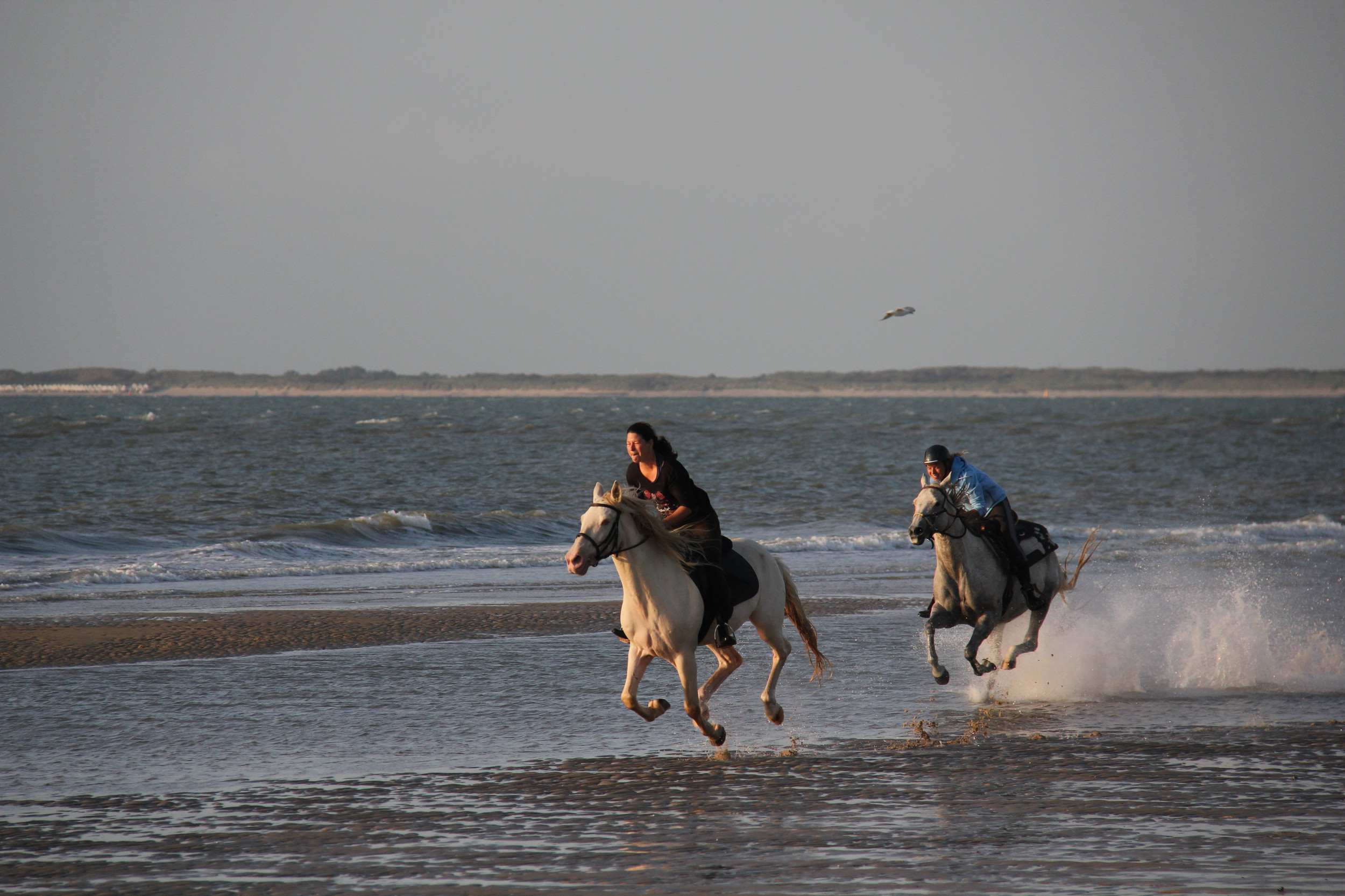 Paardrijden in Zeeland, stranden Zeeuws-Vlaanderen, B&B 't Zoete Peerd