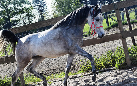 Endeavor, paarden te koop