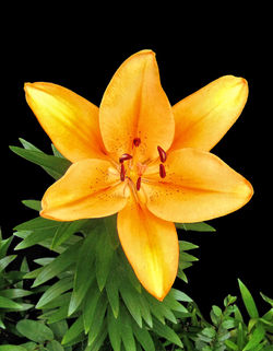 Flowers 10 - e