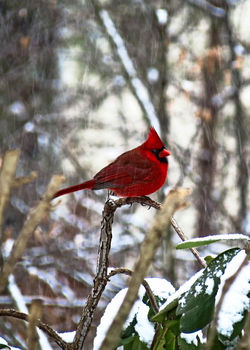 Birds - IMG_1013 5x7.jpg