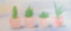 Succulents