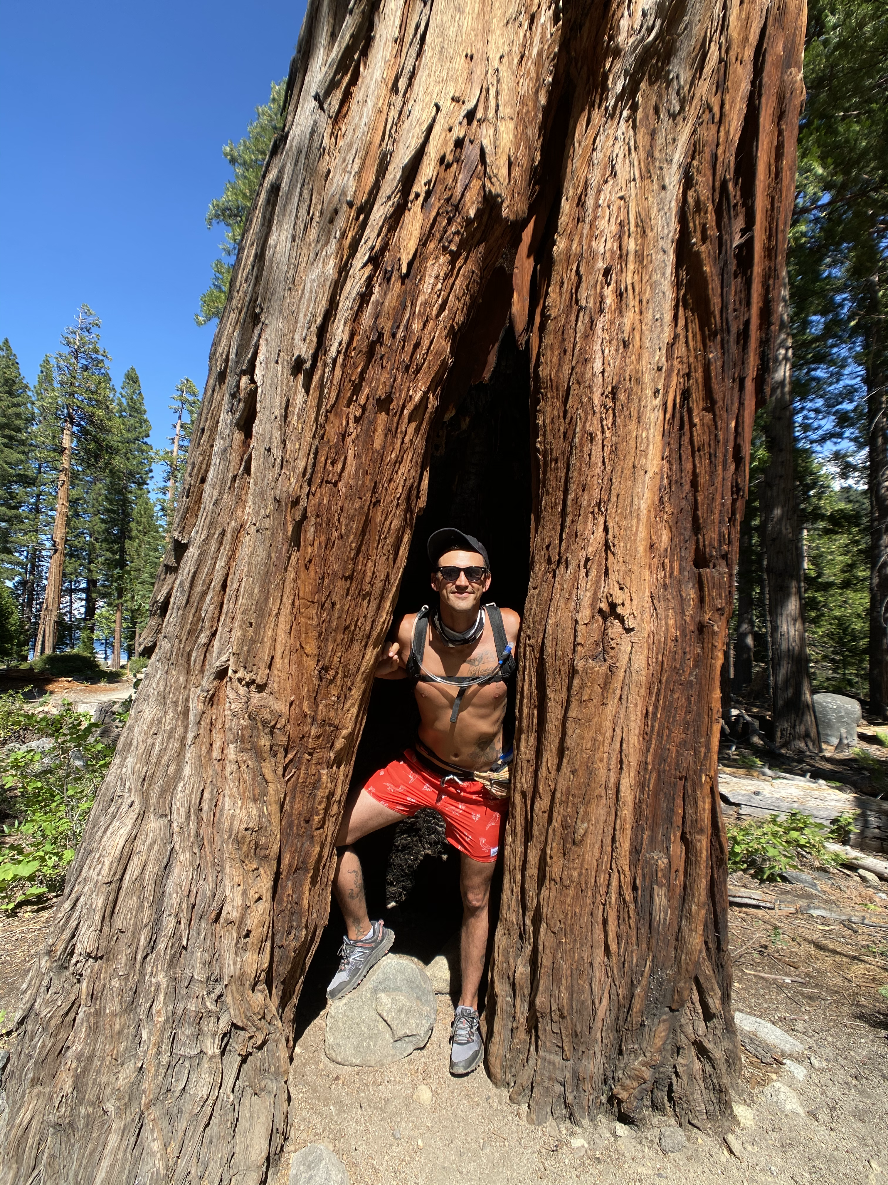 Huge Hallow Tree