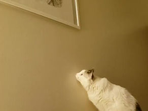 Frankie Meows at Olga's Portrait