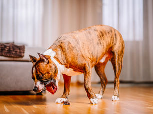 chien qui vomit