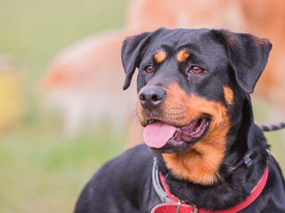 Le Beauceron