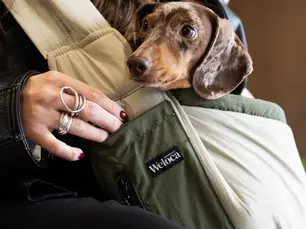 Comment transporter son chien ou son chat en toute sécurité ?