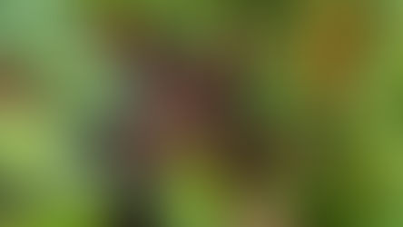 The Simple Power of a Whole Food Plant-Based Diet