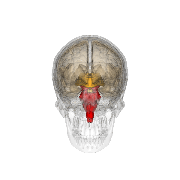 Brainstem.gif