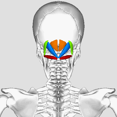 Suboccipital_muscles_-_animation02.gif