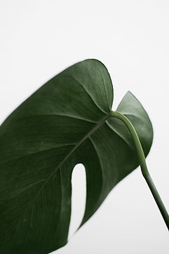 green-leaf-1524235.jpg