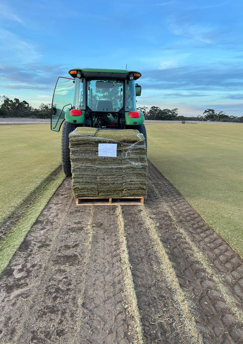 TifTuf pallet after harvest