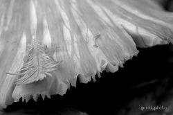 Mushroom still life small.JPG