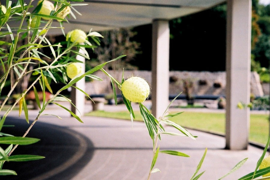 Miniature : Leica　M3　Third type　SS　オーバーホール/整備済「Gun Metallic X Gray Combination Matte Finish」