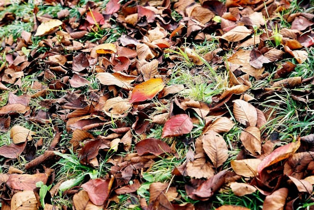 Miniature : Leica　Ⅲｆ　RD　+　Canon Lens　50ｍｍｆ＝1：1.8　クローム