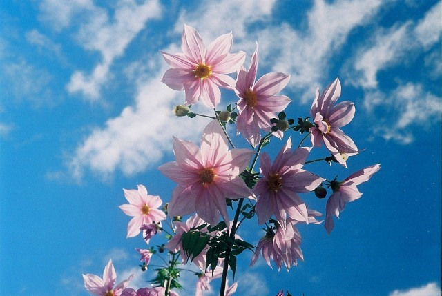Thumbnail: NIKON S型　+　NIKKOR-H・C　ｆ＝5ｃｍ　1：2　クローム