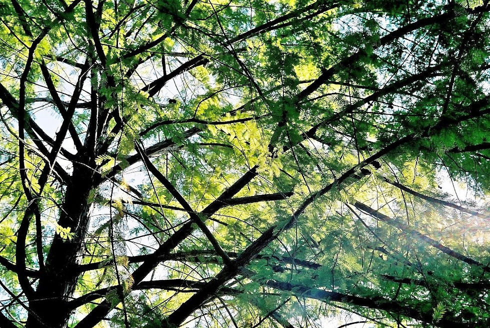 Miniature : Leica　ⅢC　+　Topcor-S　5ｃｍ　ｆ＝1：2　チタンメタリックXブラックRepaint