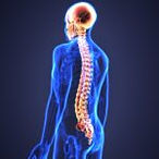 brain-and-spinal-cord-150x150.jpeg