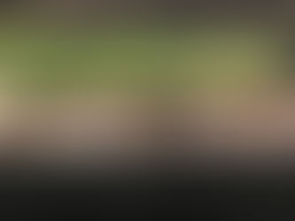 The GswCorgis Puppy Adoption Journey . . .