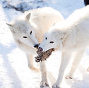 Full Moon Tours at CWWC