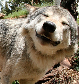 Donate Today to CWWC. Smiling wolf
