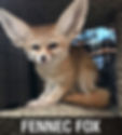 FENNEC FOX